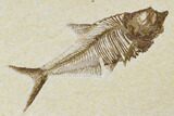 Detailed, Fossil Fish (Diplomystus) Plate - Wyoming #113299-1